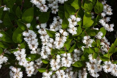 Çiçekli beyaz yasemin çalısı