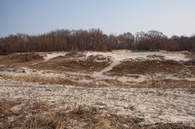 Baltık Denizi 'nin kumulları kuru otlarla kaplıdır. Kaliningrad