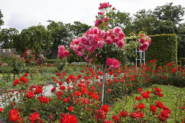Rich Blooming Rose Garden Petrin Hill Czech Republic Prague — Stock Photo, Image