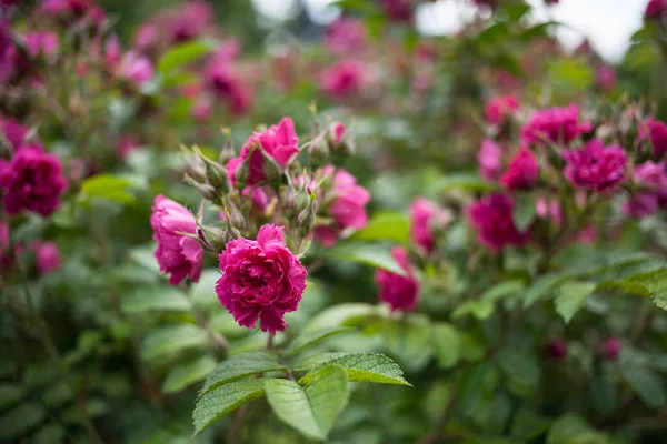 Ricco Giardino Rose Fiorite Sfondo Naturale — Foto Stock