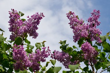 Lila çiçek dalları