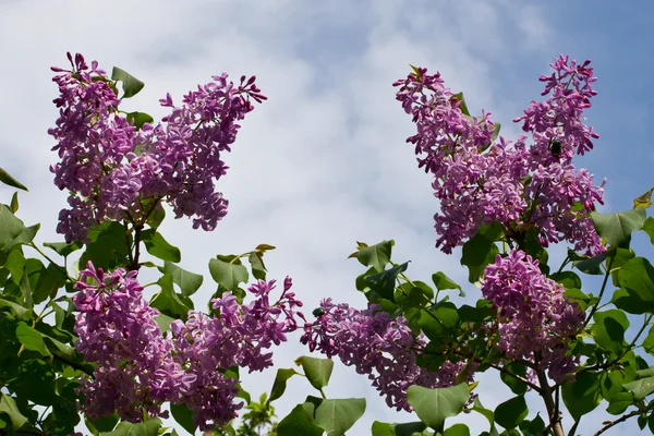 Florecientes ramas lila —  Fotos de Stock