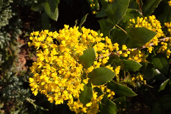 Blooming Mahonia aquifolium — Stock Photo, Image