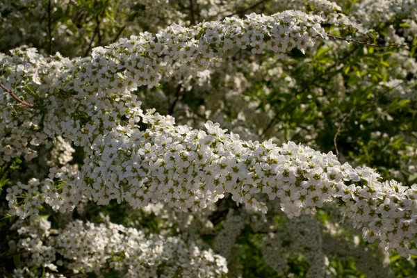 Ανθισμένα Spirea Grefsheim — Φωτογραφία Αρχείου