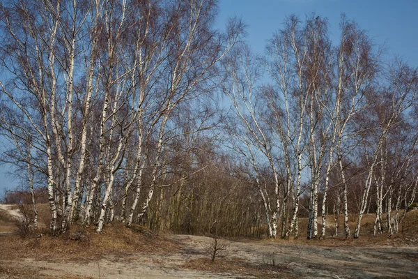 Birch Grove a Balti-tenger dűnéiben. Kalinyingrád — Stock Fotó