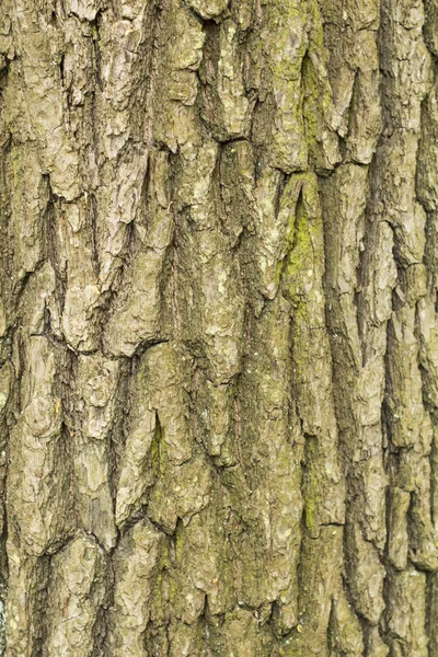 Kuru ağaç kabuğu doku arka plan, portre — Stok fotoğraf