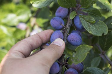 Erkek malzeme çekme taze Erik ağacından eller..