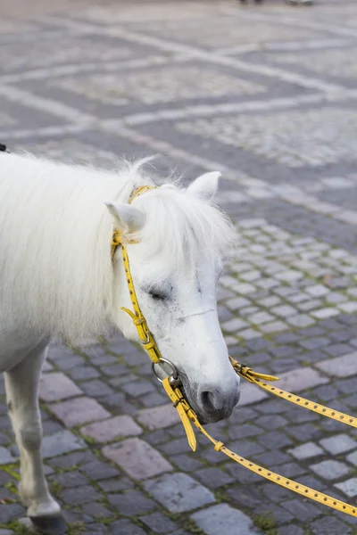 Portret van witte shetland pony met lange manen — Stockfoto