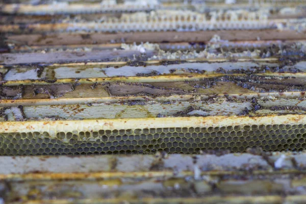 Der Imker öffnet den Bienenstock, die Bienen kontrollieren, kontrollieren den Honig. — Stockfoto
