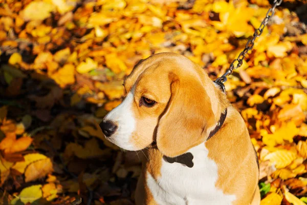 Race de chien Beagle dans la forêt d'automne par une journée ensoleillée. — Photo