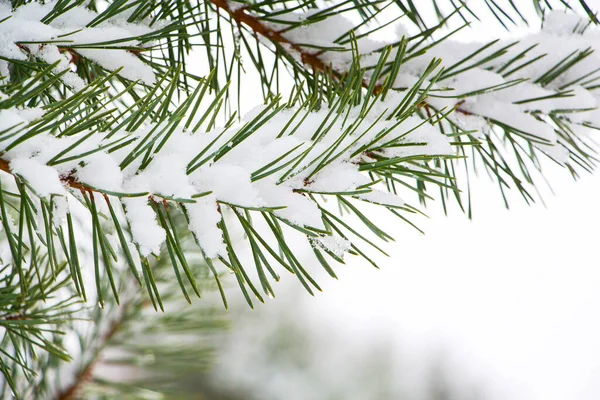 Abeto verde en la nieve. Abeto en invierno. Un símbolo de las fiestas de Año Nuevo. Nieve en las ramas de abeto. Ramas de pino. — Foto de Stock
