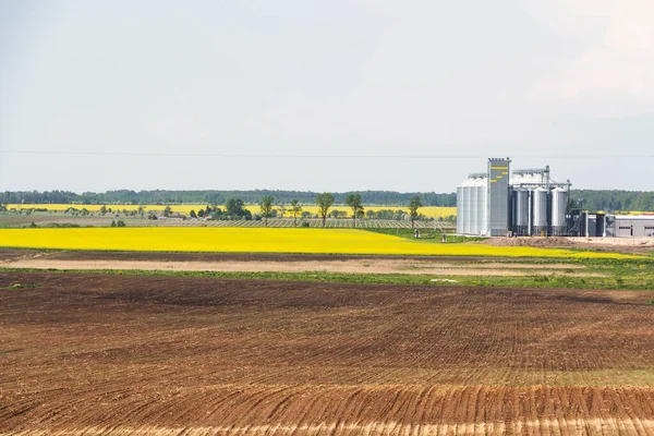 Gebied Van Raapzaadbloemen Gewassen Voor Reiniging Opslag Van Landbouwproducten Meel — Stockfoto