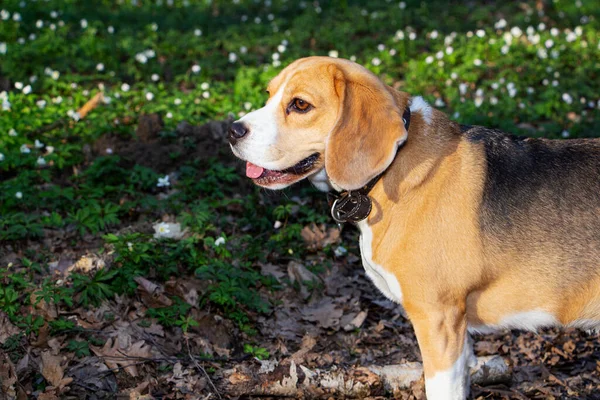 Un perro beagle en el bosque de primavera, rodeado de flores y árboles del bosque. —  Fotos de Stock