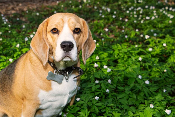 Perro Beagle Bosque Primavera Rodeado Flores Del Bosque —  Fotos de Stock