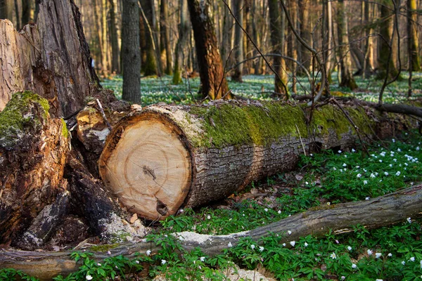 Świeżo Ścięte Drzewo Corocznymi Pierścieniami Zbliżenie Okrągłego Kłody Wiosennym Lesie — Zdjęcie stockowe