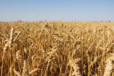 Buğday tarlası. Buğday kulakları yakın plan. Kırsal alan. Zengin hasat kavramı.