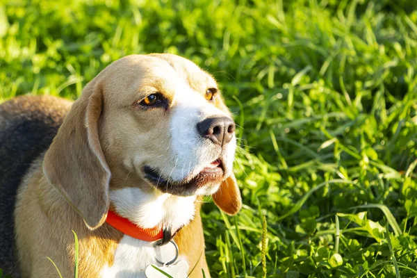 Asil Bir Duruş Ile Beagle Köpek Yavrusu Çim Sessizce Yatıyor — Stok fotoğraf