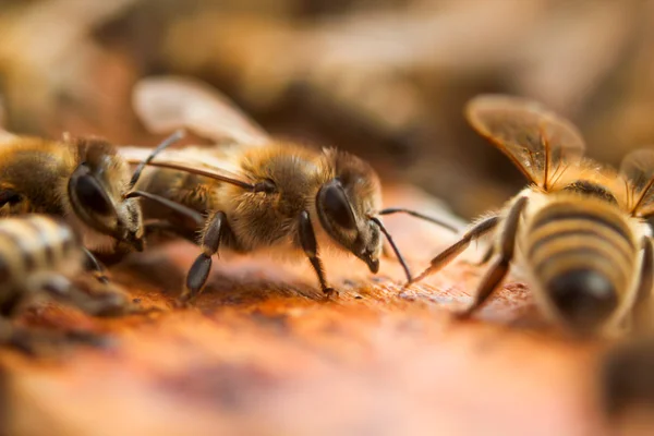 Honeycomb Bees Background Close — Stock Photo, Image