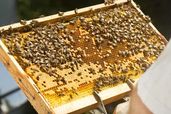 Honeycomb Bees Background Close — Stock Photo, Image