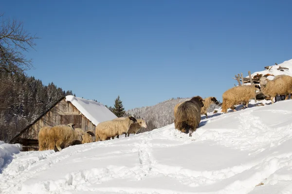 冬のヤギの群れが — ストック写真