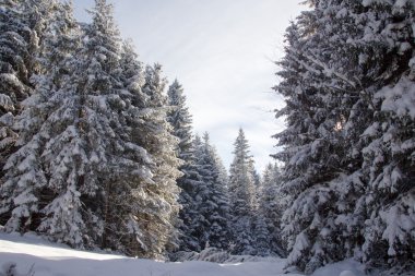 Arka planda kışın güzel orman
