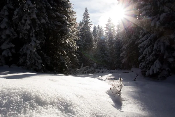 Bella Foresta Inverno Sfondo — Foto Stock