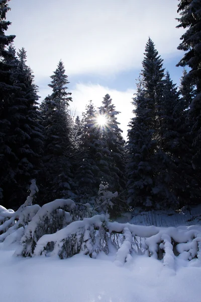 Schöner Wald Winter Hintergrund — Stockfoto