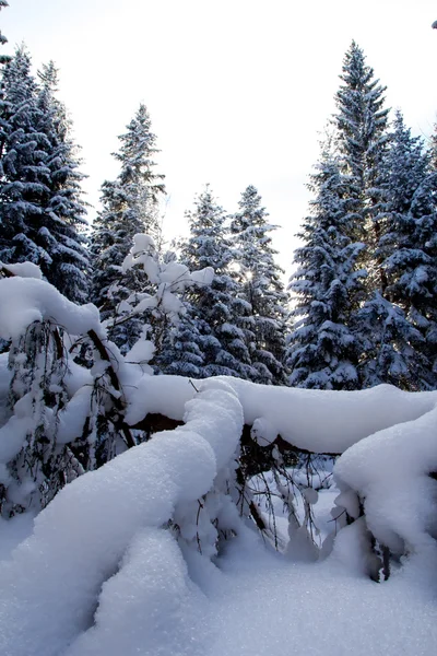 Prachtig Bos Winter Achtergrond — Stockfoto