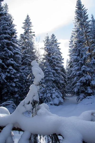 Schöner Wald Winter Hintergrund — Stockfoto