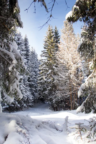 Prachtig Bos Winter Achtergrond — Stockfoto