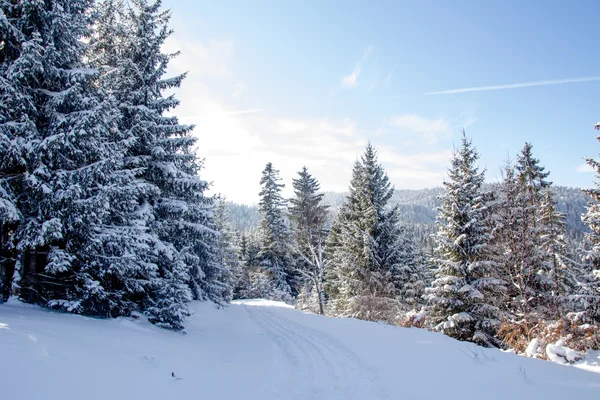 Belle Forêt Hiver Sur Fond — Photo