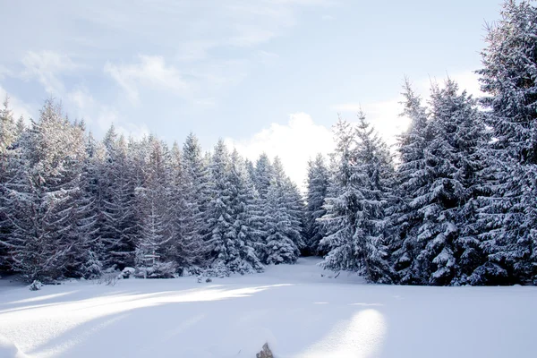 Krásný Les Zimě Pozadí — Stock fotografie