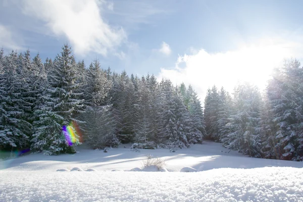 Schöner Wald Winter Hintergrund — Stockfoto