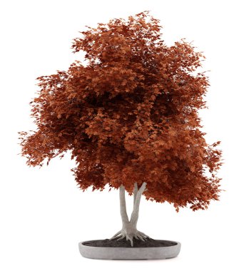 Kırmızı bonsai bitki tencerede beyaz arka plan üzerinde izole