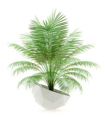 Beyaz arka plan üzerinde izole saksı palmiye ağacı