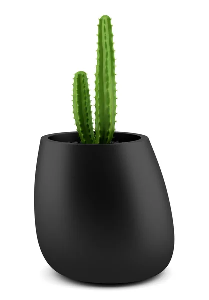 Cactus in pot isolated on white background — Stock Photo, Image