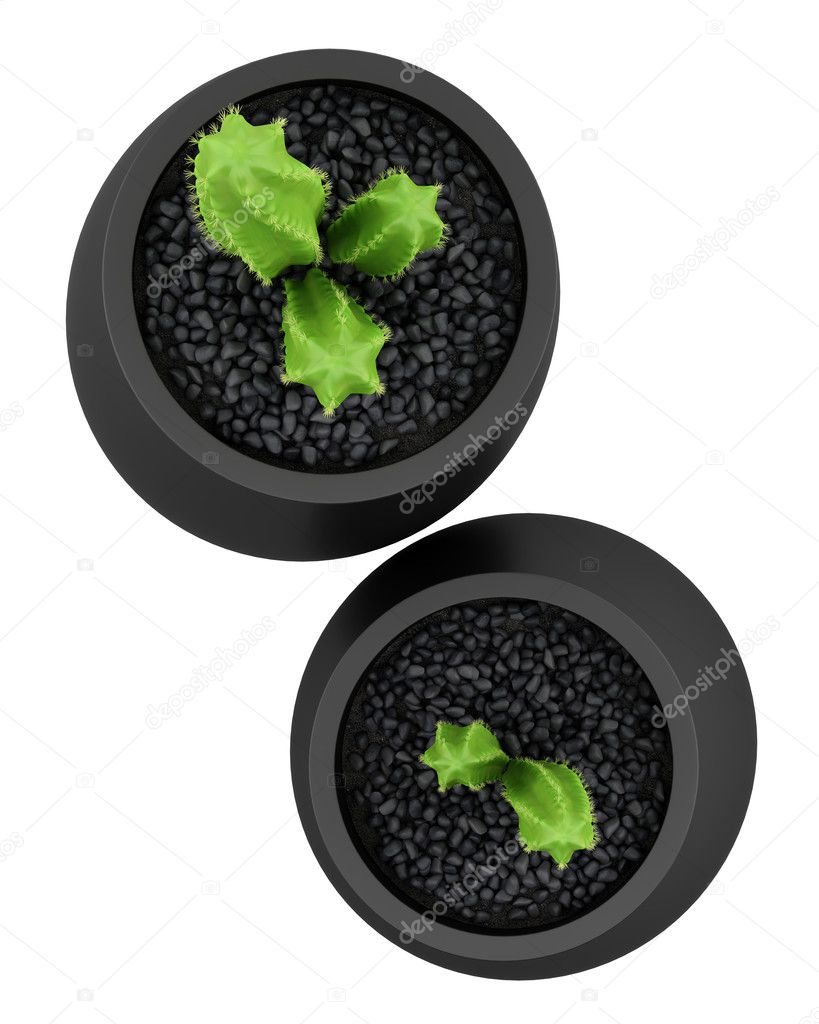 top view of two cactuses in pots isolated on white background
