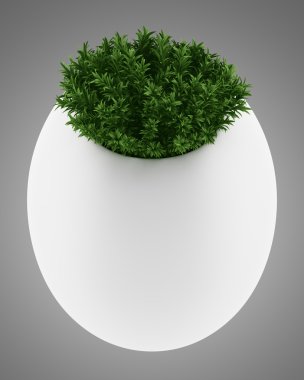 duvar bitki tencerede gri arka plan üzerinde izole