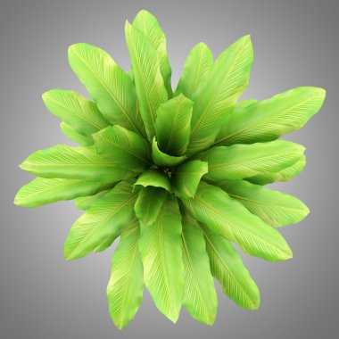 houseplant gri arka plan üzerinde izole tencerede Üstten Görünüm