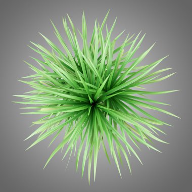 gri arka plan üzerinde izole saksı dracena boya Üstten Görünüm