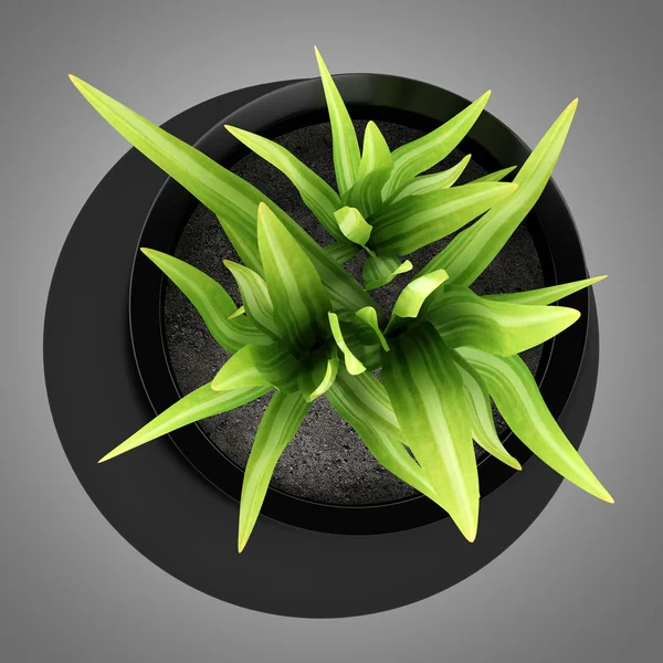 Top view of houseplant in black vase isolated on gray background — Stock Photo, Image