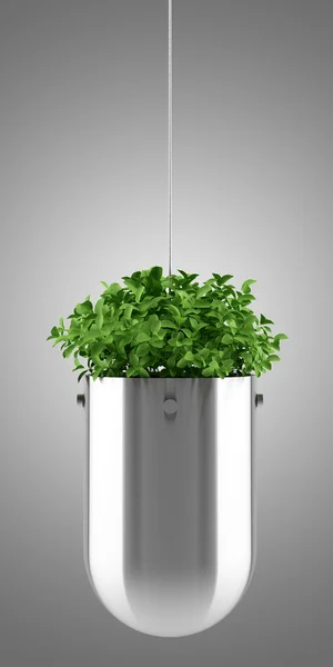 Planta em vaso pendurado isolado no fundo cinza — Fotografia de Stock