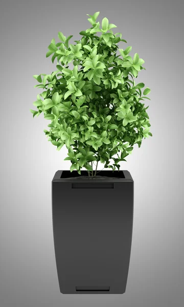 Plant in black pot isolated on gray background — Zdjęcie stockowe