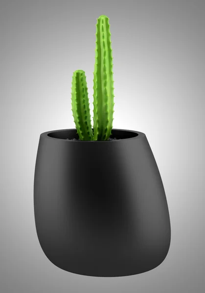 Cactus in pot isolated on gray background — Stock Photo, Image