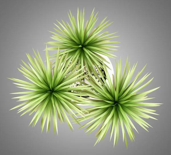 Ovansida av krukväxter palm tree isolerad på grå bakgrund — Stockfoto