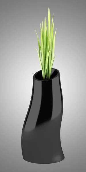 Houseplant in black vase isolated on gray background — Stock Photo, Image