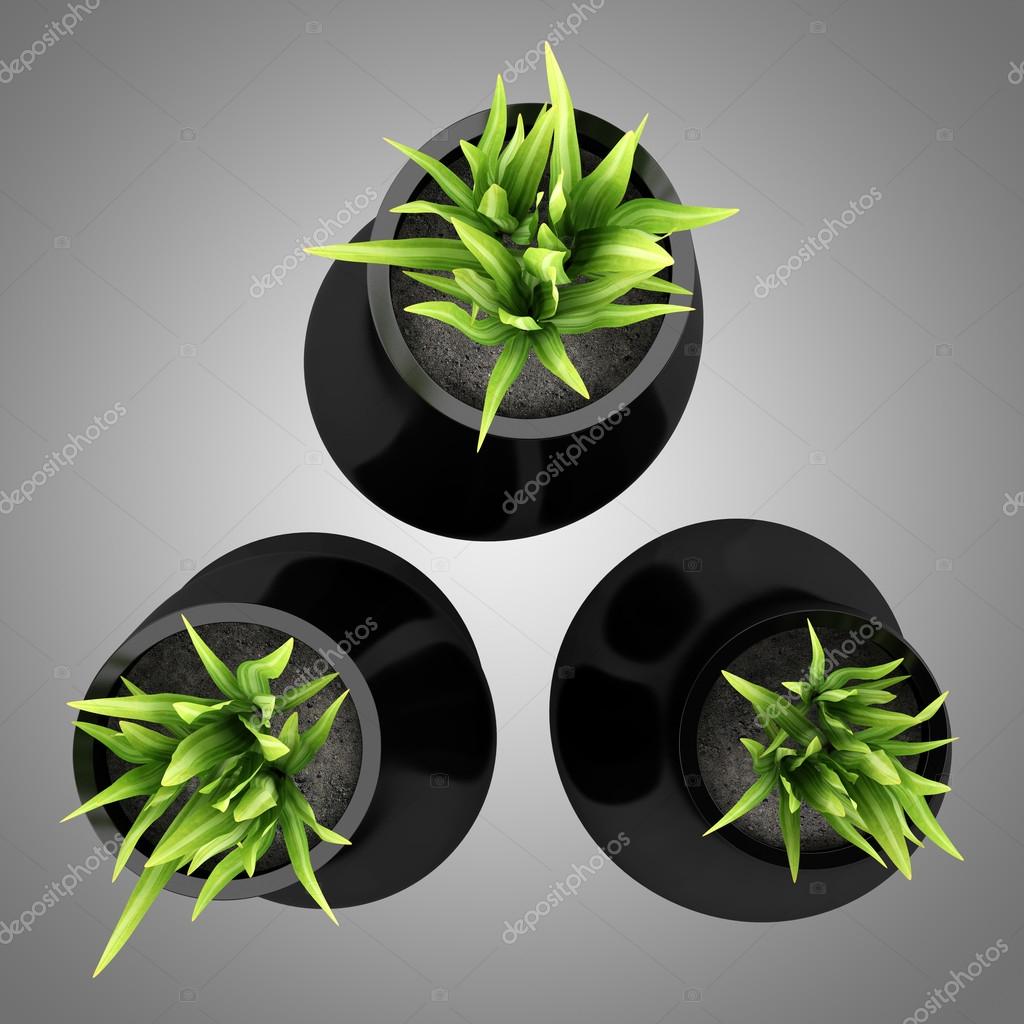 Feuilles de bambou noires et argentées et feuille verte ...