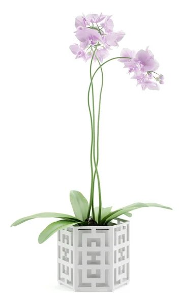 Flores de orquídea en maceta Aisladas sobre fondo blanco —  Fotos de Stock