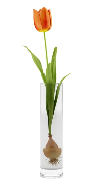 Tulpe in Glasvase isoliert auf weißem Hintergrund — Stockfoto