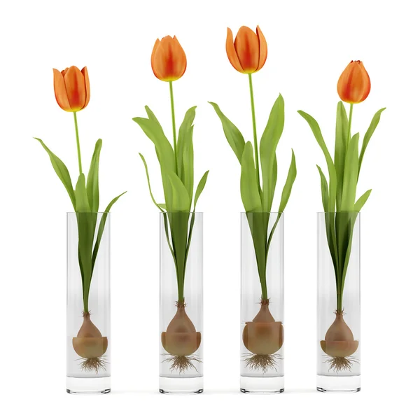 Vier Tulpen in Glasvasen isoliert auf weißem Hintergrund — Stockfoto